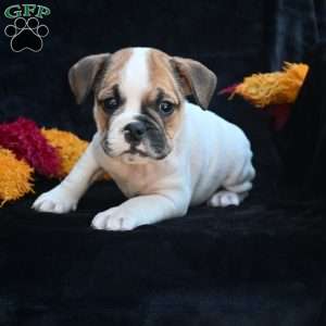 Jax, Miniature Bulldog Puppy